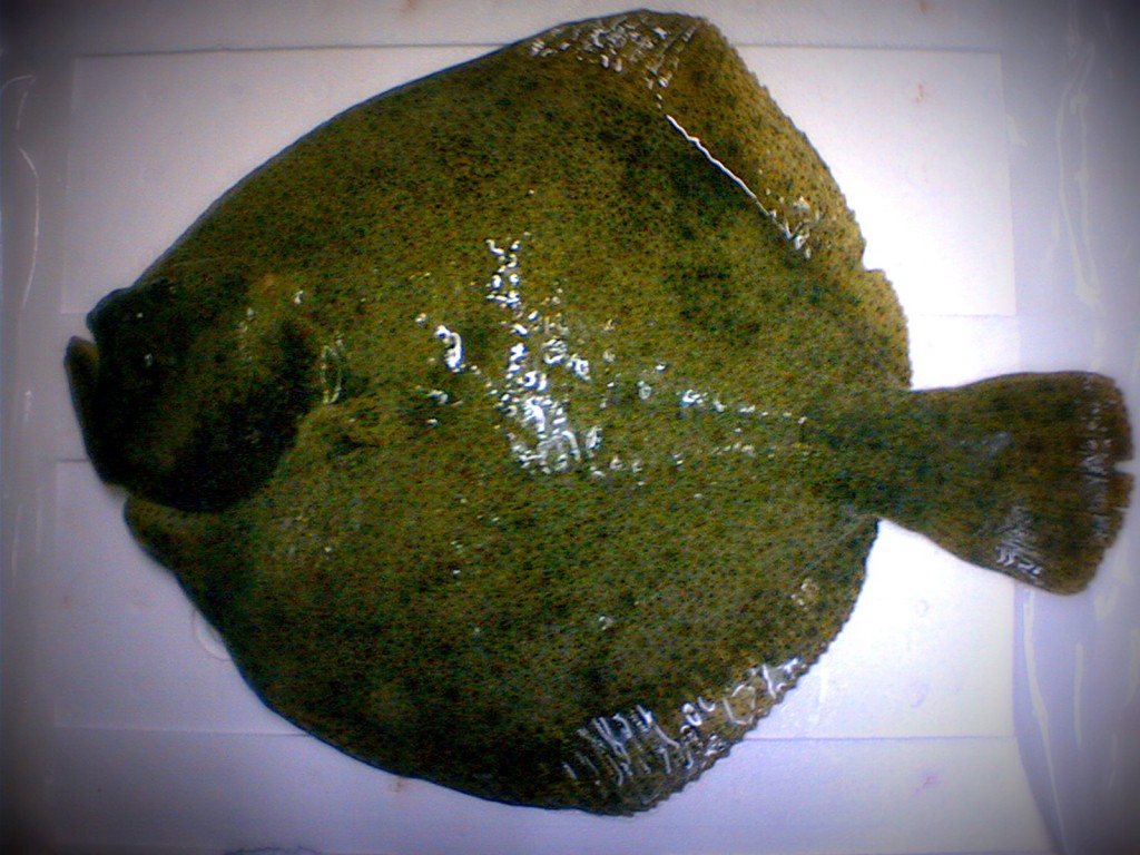 рыбы черного моря