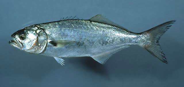 Луфарь- рыбы черного моря