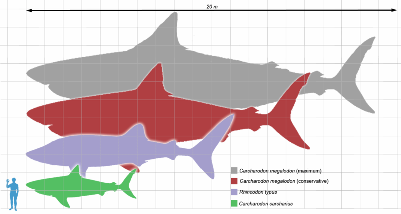 Сравнительные размеры мегалодона (серый и красный), китовой акулы (фиолетовый), большой белой акулы (зелёный) и человека (синий) в масштабе.