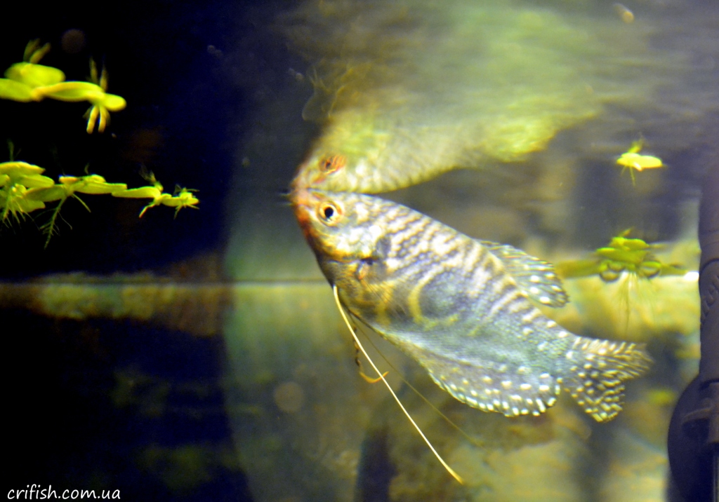 аквариумные рыбки фото гурами