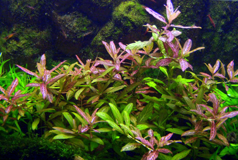 hygrophila_polysperma_rosanervig.jpg