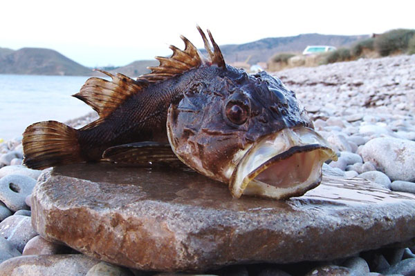 Морской ёрш скорпена