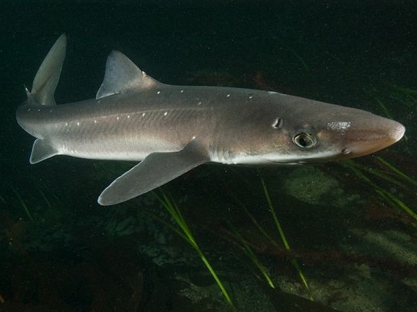 акула катран фото