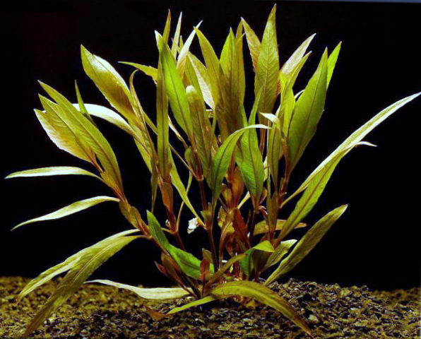 Гигрофила иволистная (лат. Hygrophila angustifolia). Другое название: Гигрофила узколистная, гигрофила озерная, гигрофила лакуктрис