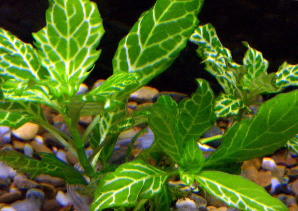 Гигрофила разнородная «Вейс-Грюн» (Hygrophila difformis «Weiss-Grun»).