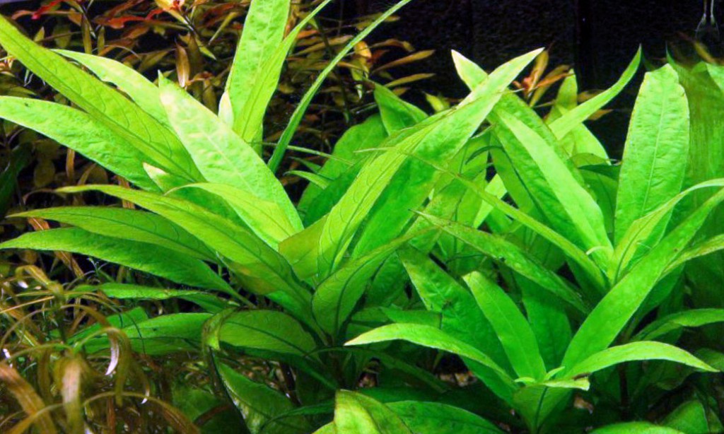 Гигрофила гвианская (Hygrophila guianensis)