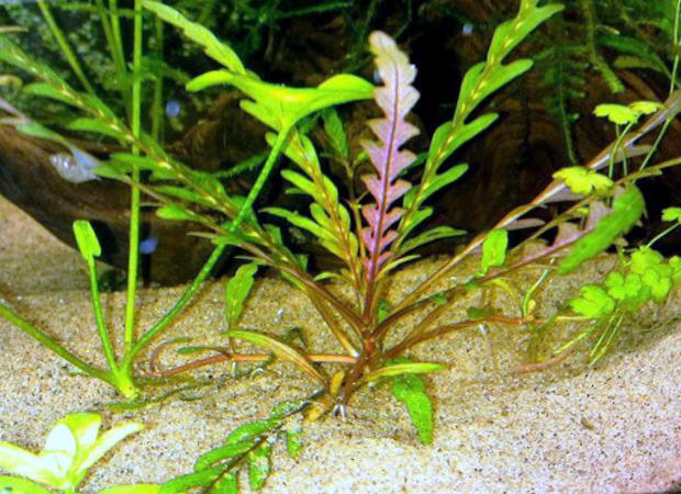 Гигрофила перистонадрезанная илигигрофила пиннатифида (Hygrophila pinnatifida)