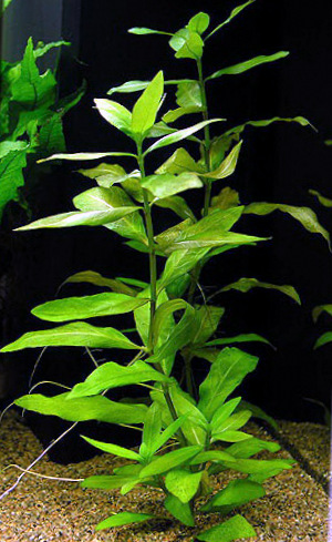 hygrophila_polysperma