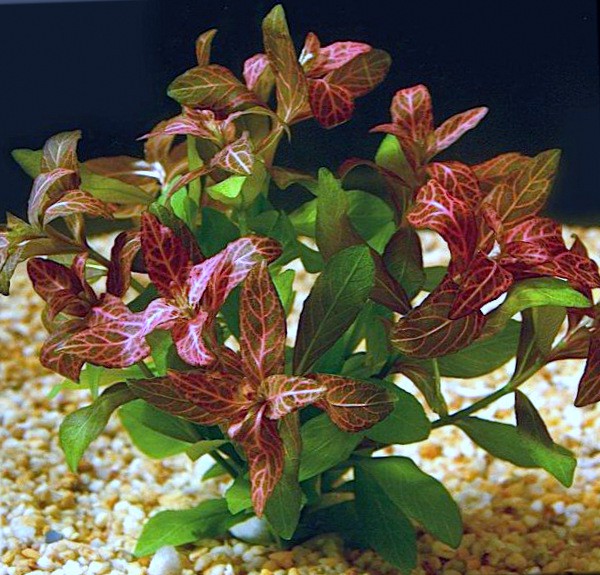 Гигрофила многосеменная мраморная (Hygrophila polysperma «Rosanervig»)