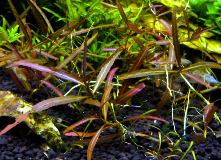 Гигрофила красная (Hygrophila species “Red”)