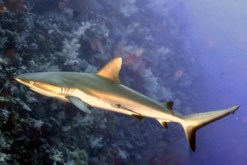 Серая рифовая акула, Carcharhinus amblyrhychos
