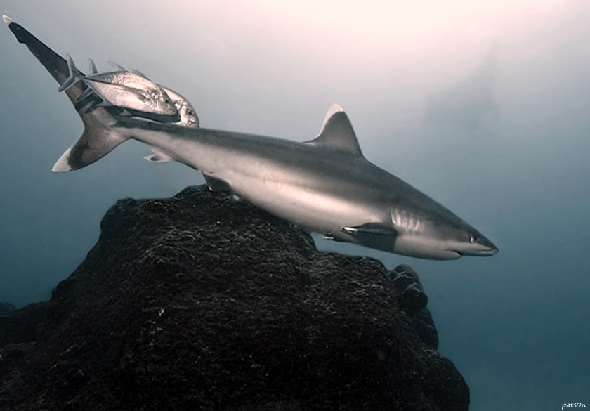 Черноперая акула Carcharhinus limbatus