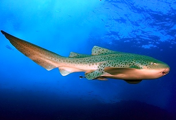 Зебровая акула, Stegostoma fasciatum