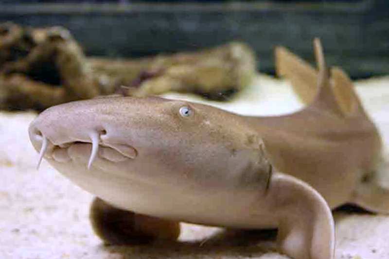 Акула-нянька, или Nebrius ferrugineus