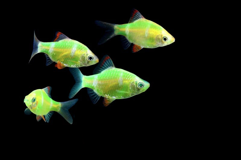 GloFish